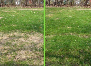 Yard with water cleaned up after using the septic treatment