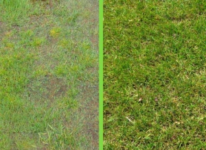 Yard with water cleaned up after using the septic treatment