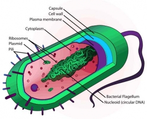 Single bacteria